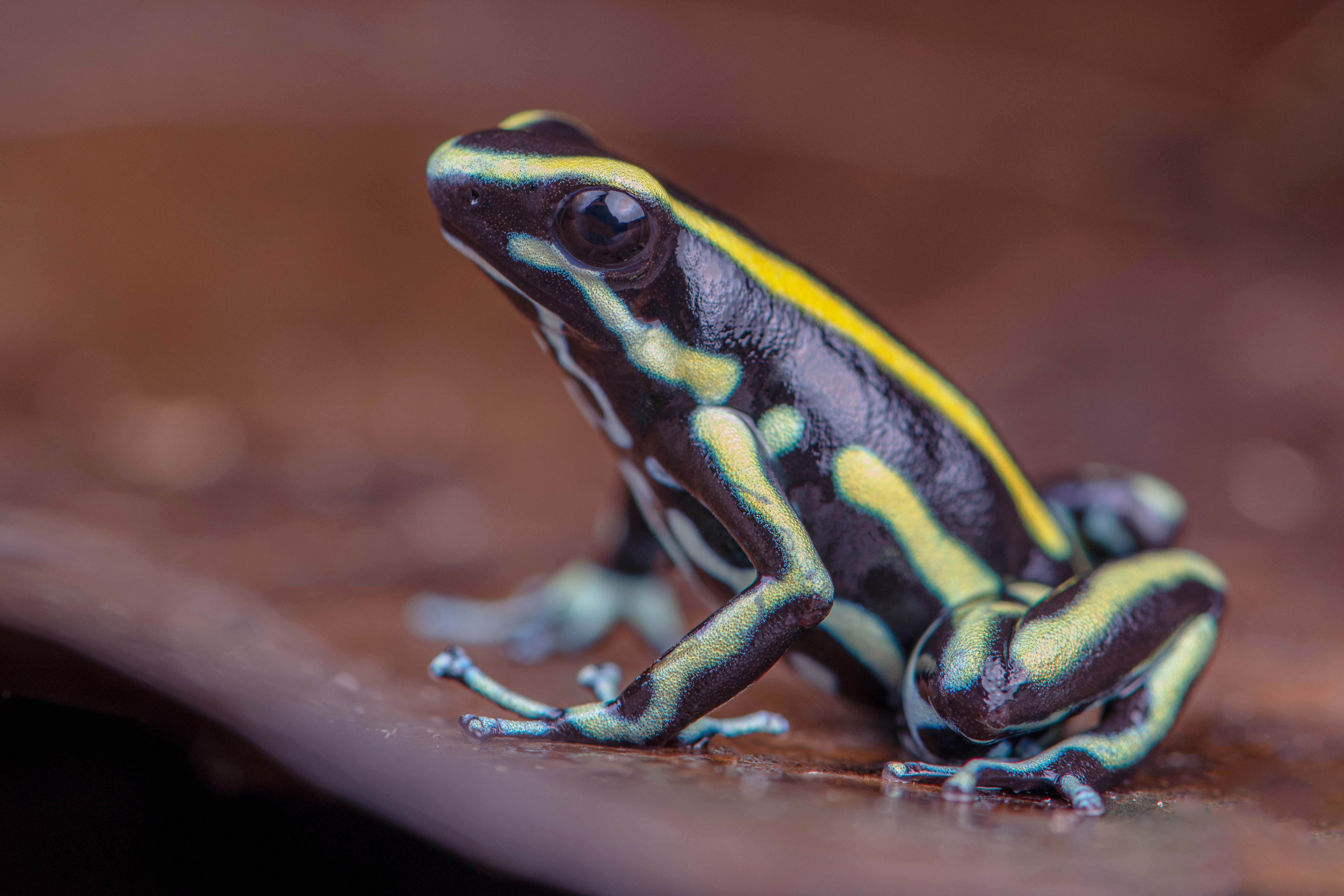 Dendrobates truncatus.jpg